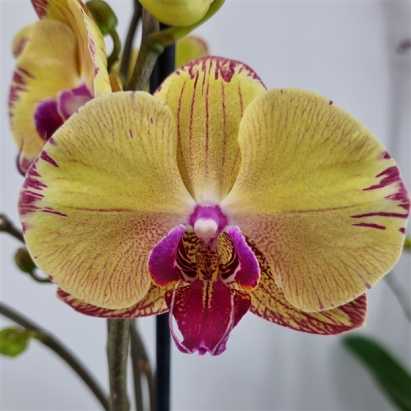 花 Орхидея Phal. Hybrid №463 - купить, доставка Украина